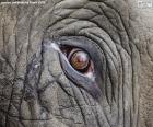 Слон глаз